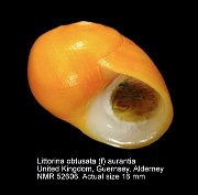 Littorina obtusata (f) aurantia (4)